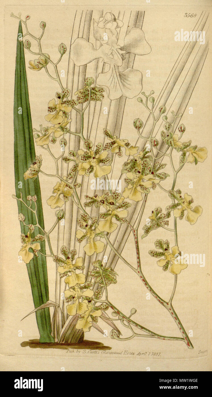 . Trichocentrum cebolleta d'illustration (syn. L'Oncidium cebolleta) . 1837. probablement Walter Hood Fitch (1817 - 1892) ou William Jackson Hooker (1785-1865, l'éditeur de la nouvelle série) (ce dessin non signé) lithographie de Joseph Swan 615 Trichocentrum cebolleta d'Oncidium cebolleta (comme) - Curtis' 64 (N.-É.) 11) pl. 3568 (1837) Banque D'Images