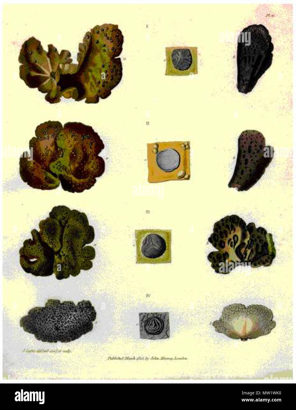 . Les lichens du genre mangés par les hommes de John Frankin sur leur trajet de retour de la rivière Coppermine. 1823. John Richardson (1787-1865 615 Tripes de roche Banque D'Images