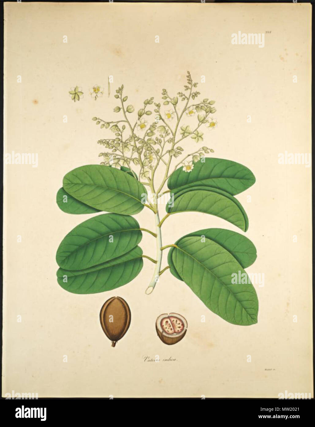 . Illustration de Vateria indica . 1819. William Roxburgh (1751-1815), Joseph Banks (1743-1820) 627 Vateria indica Banque D'Images