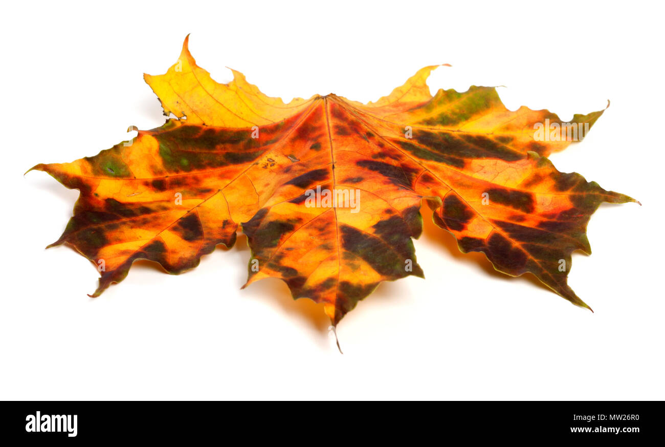 Feuille d'érable d'automne multicolore isolé sur fond blanc Banque D'Images