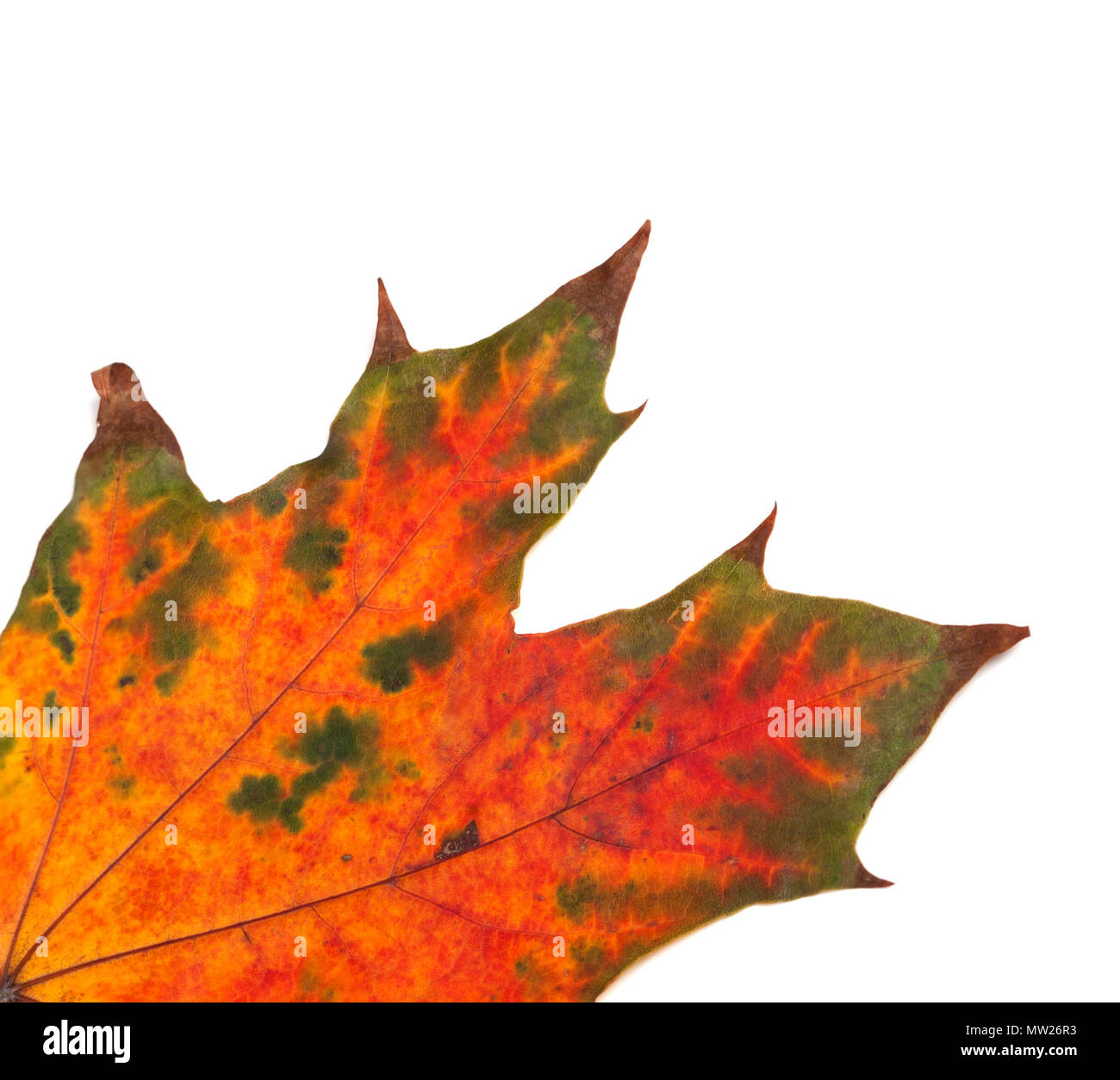 Partie de feuille d'érable d'automne multicolore au coin. Isolé sur fond blanc. Vue rapprochée. Banque D'Images