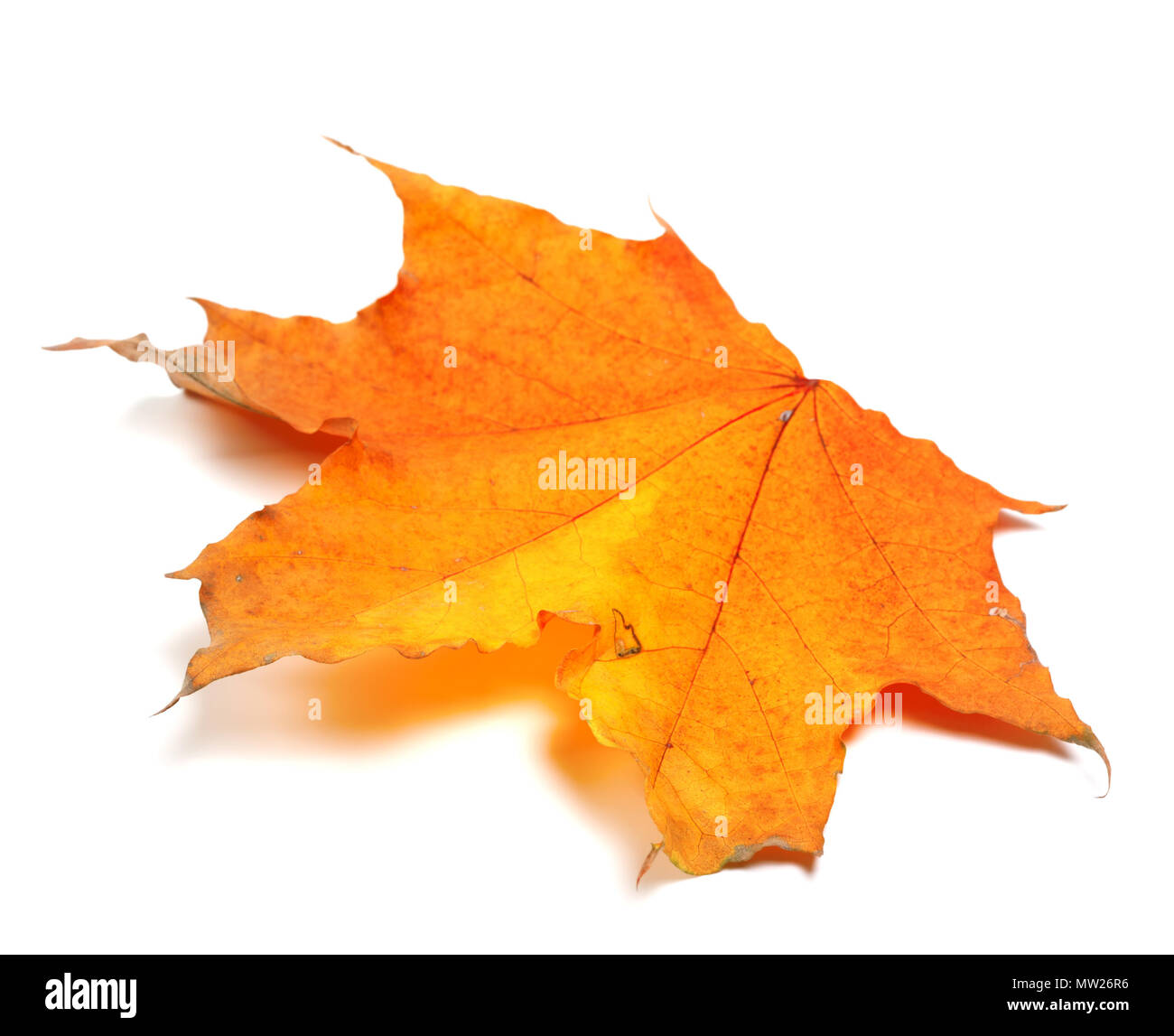 L'automne feuille d'érable isolé sur fond blanc Banque D'Images