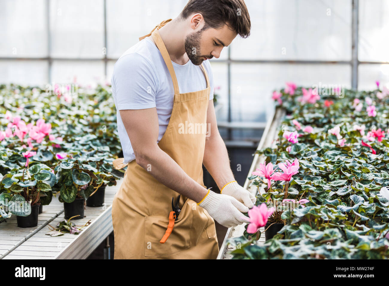 Jardinier beau Cyclamen fleurs dans les émissions de plantation Banque D'Images