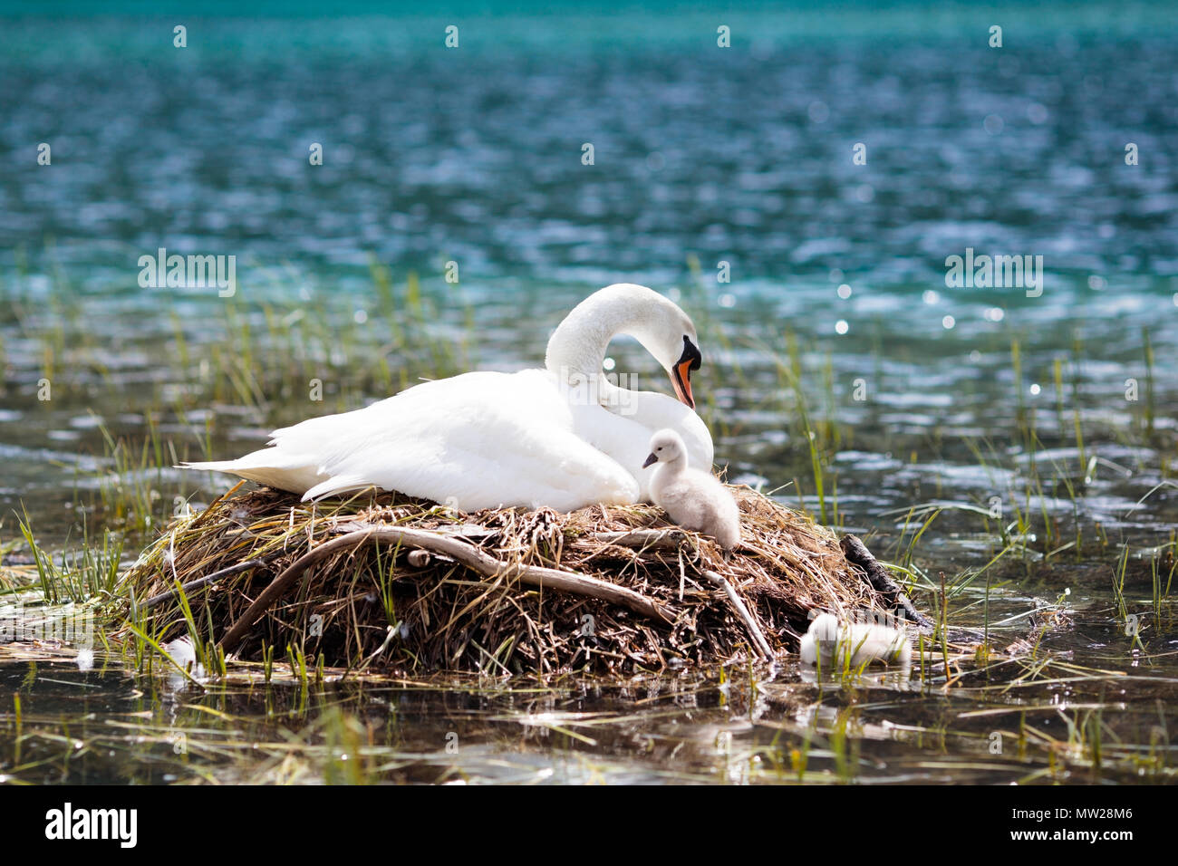 Swan Nichent Dans Les Alpes Autrichiennes Lac De Montagne