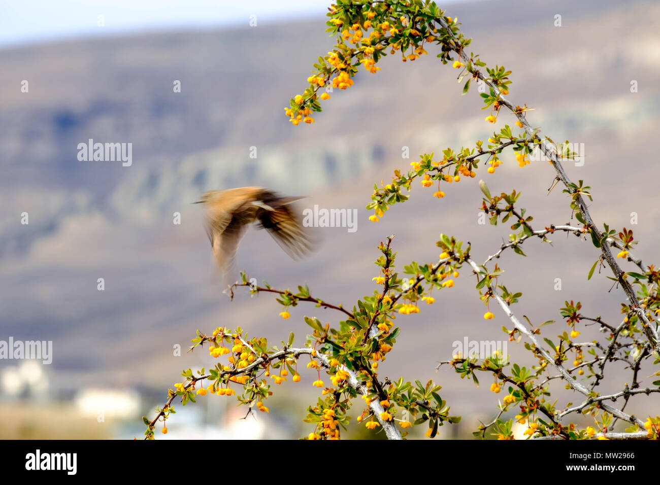Un oiseau de Patagonie quitte son patio extérreur bush à Laguna Nimez, El Calafate, pour trouver un endroit plus calme. Les zones humides à proximité du lac Argentino attirent de nombreux oiseaux. Banque D'Images