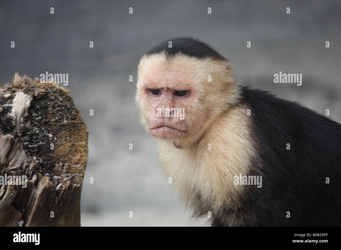 Visage de singe en colère Banque D'Images