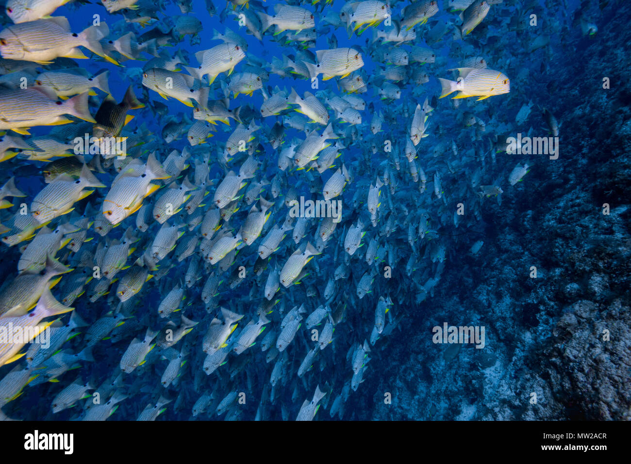 Sailfin Agrégation Vivaneau Banque D'Images