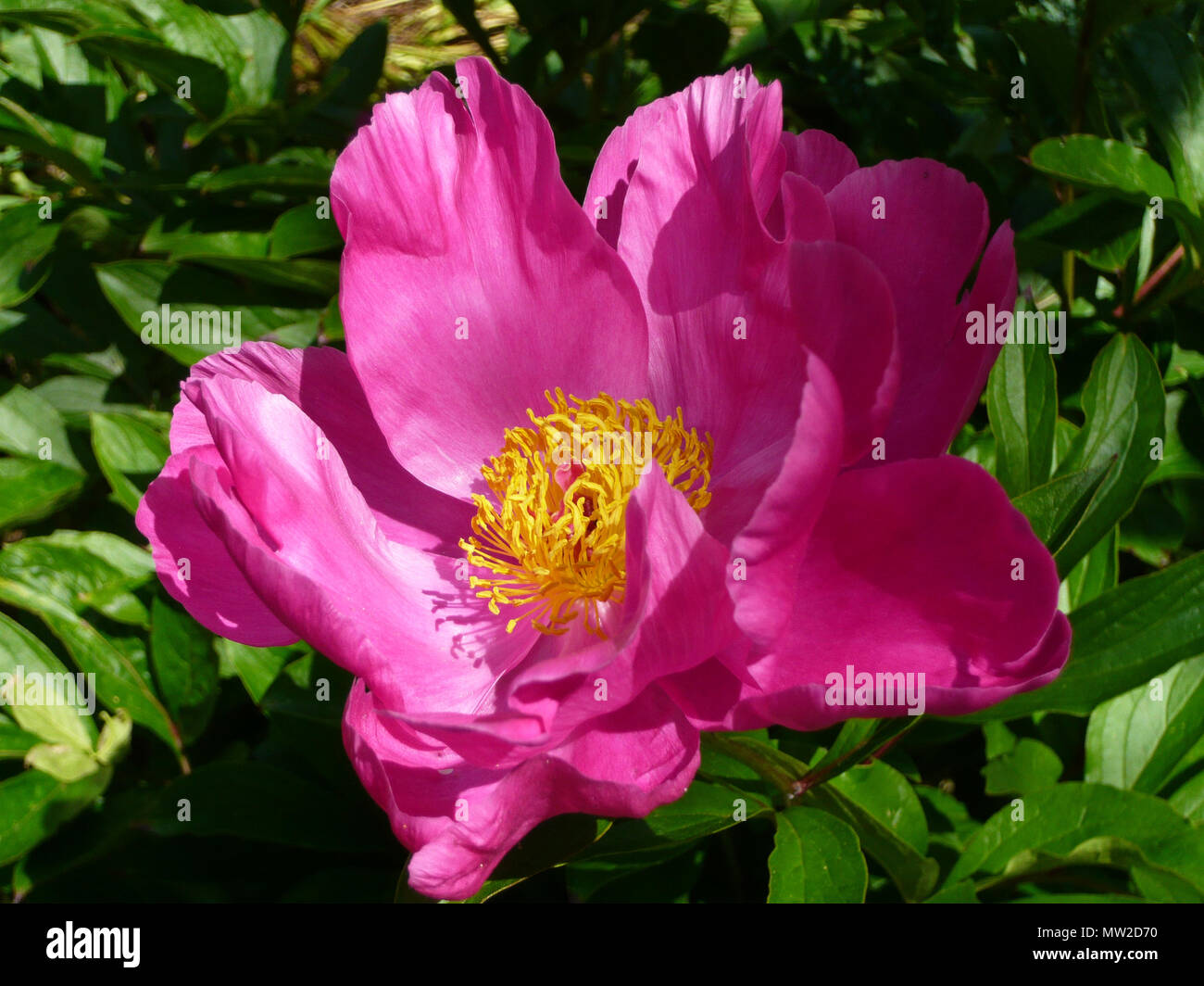 Pivoine rose capitule. Banque D'Images