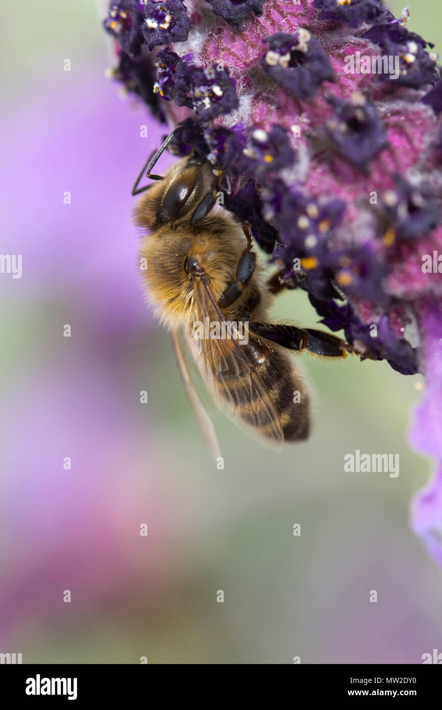 Tawny Mining Bee (Andrena fulva) sur Lavandula (Lavande) avec l'espace pour le texte Banque D'Images