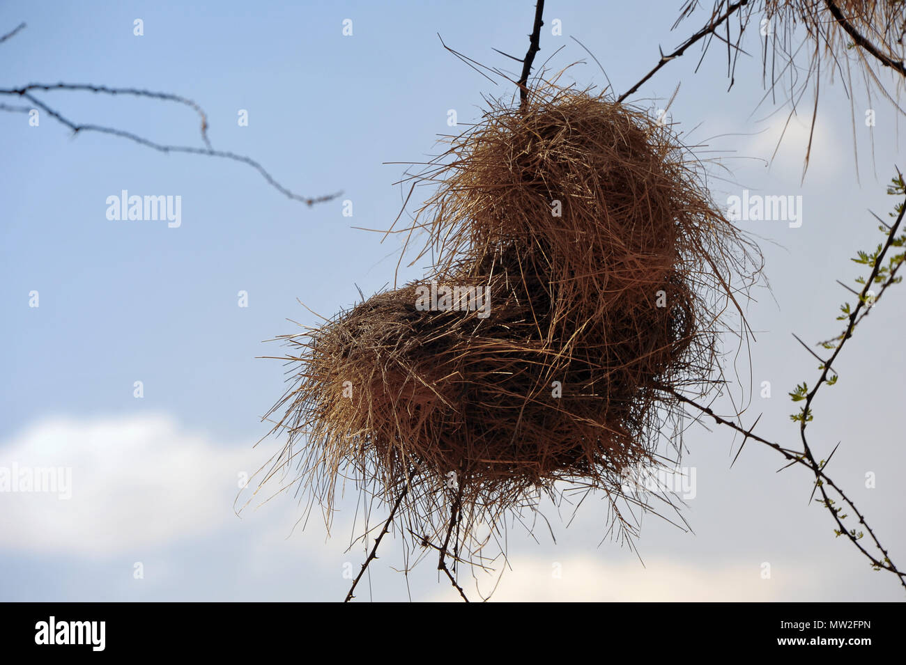Un nid Weaverbird s'accroche à un arbre d'acacia épineux, Kenya, Afrique. Tissage, ces nids peuvent être très grandes colonies d'oiseaux tout logement, wit Banque D'Images