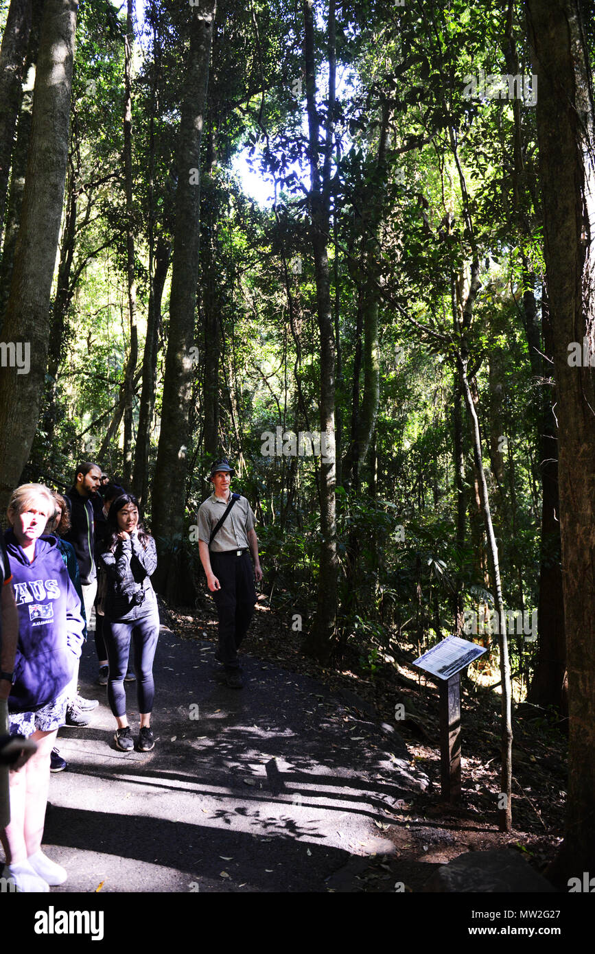 Les randonneurs randonnée au parc national de Springbrook au Queensland. Banque D'Images