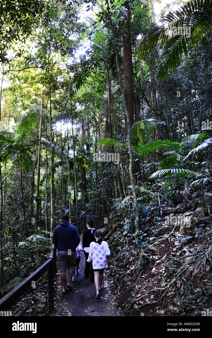 Les randonneurs randonnée au parc national de Springbrook au Queensland. Banque D'Images