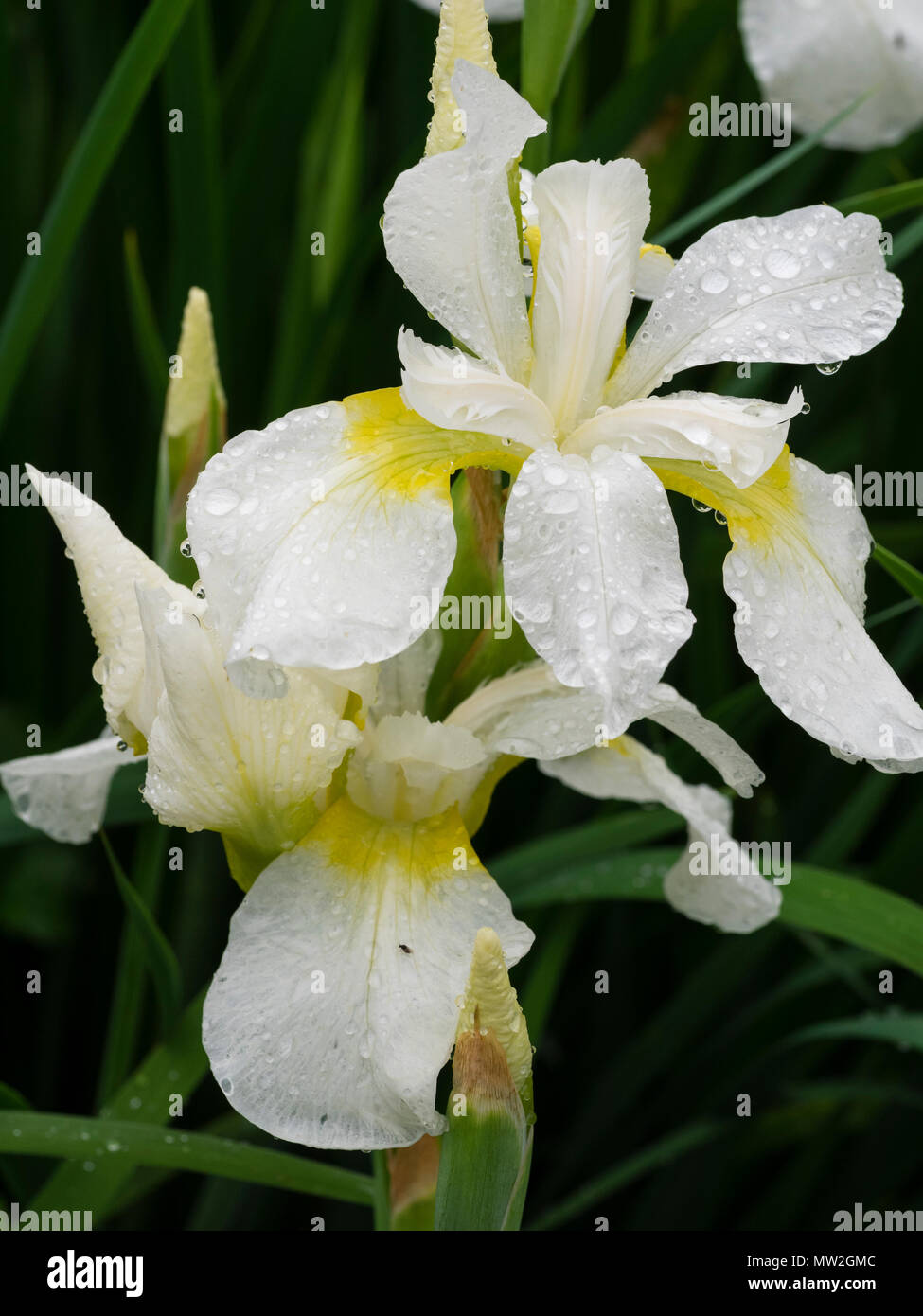 Fleurs blanches à gorge jaune de la plante vivace iris de Sibérie, Iris sibirica 'blanc' de turbulences, la floraison au début de l'été Banque D'Images