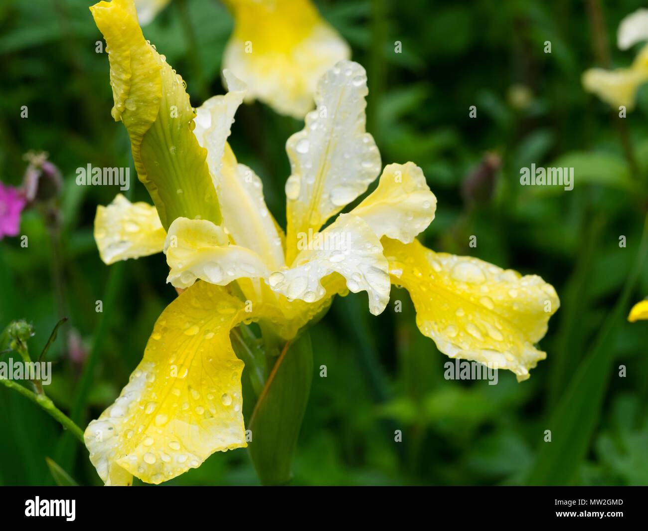 Au début du printemps et des fleurs jaune crème de l'iris de Sibérie, Iris sibirica 'le beurre et le sucre. Banque D'Images