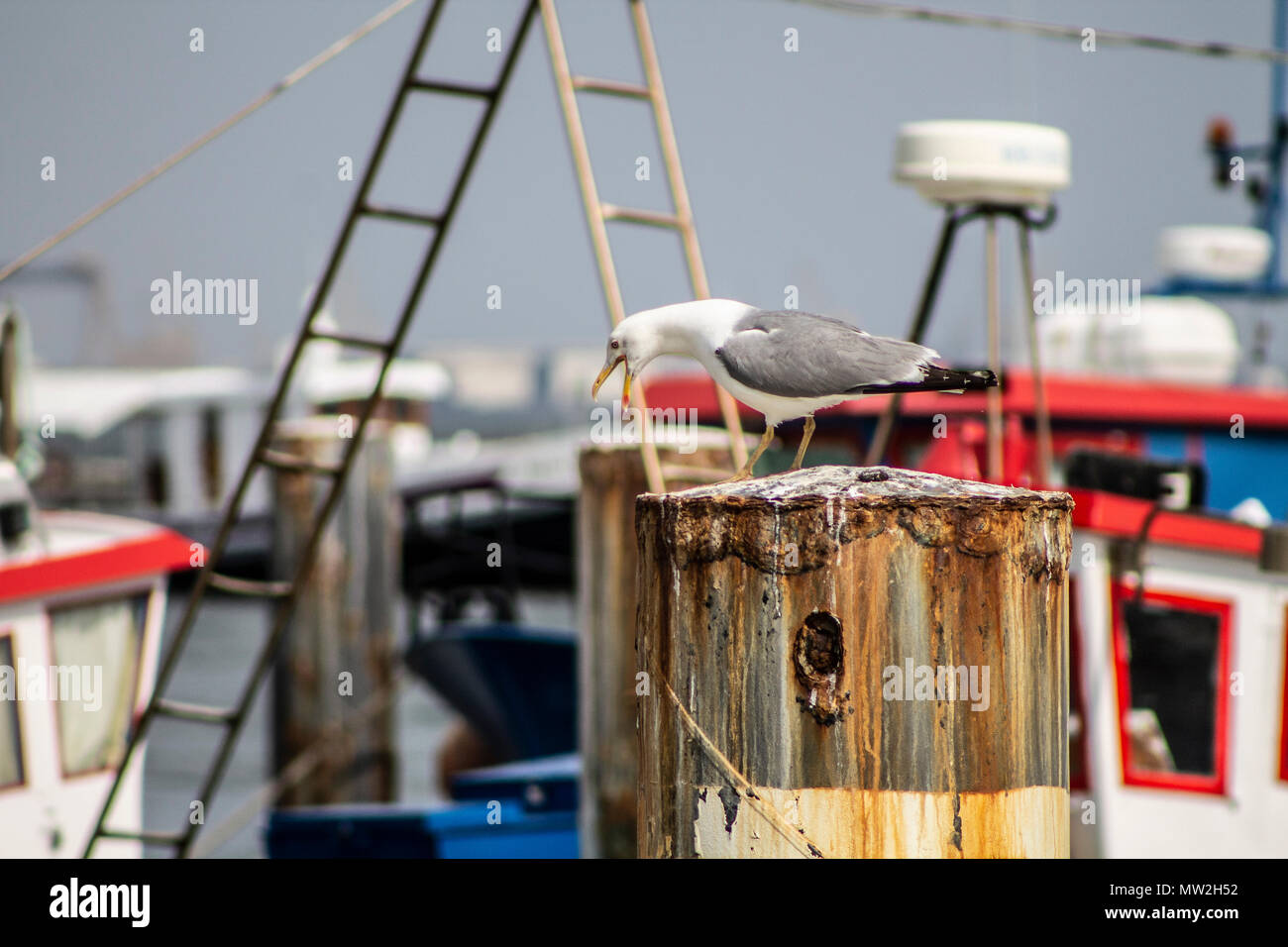 Les oiseaux blancs typiques de marche sur la banquise près les bateaux Banque D'Images