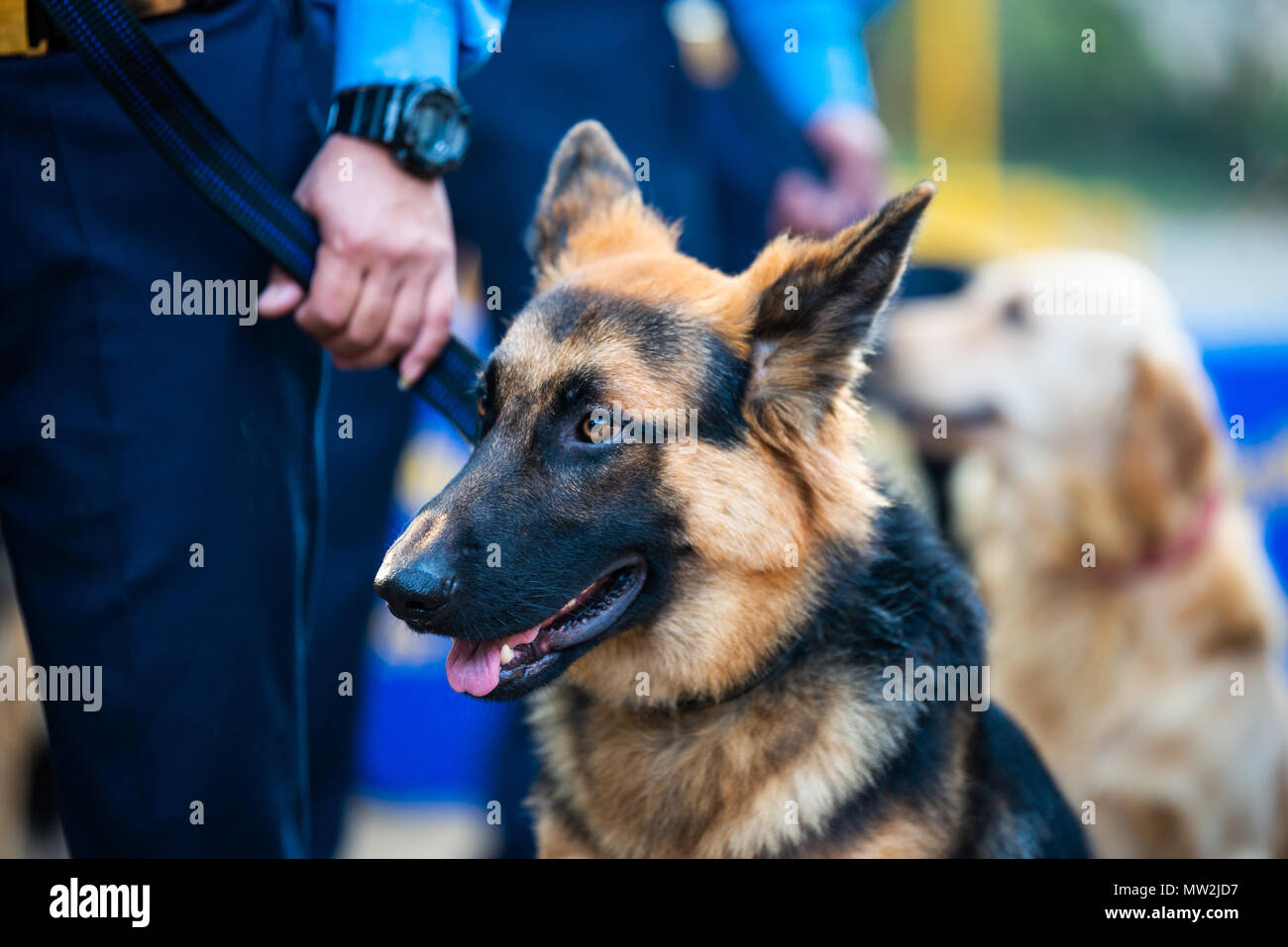 Chien Policier Banque D Image Et Photos Alamy