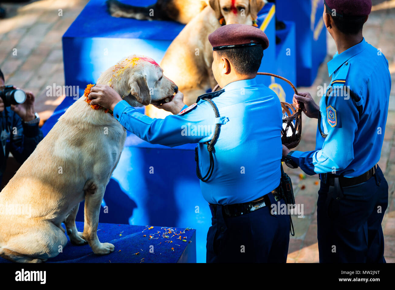 Katmandou, Népal - Octobre 29, 2016 Népal : célèbre police Kukur festival Tihar (chien) à l'École de formation de chien de police central. Banque D'Images