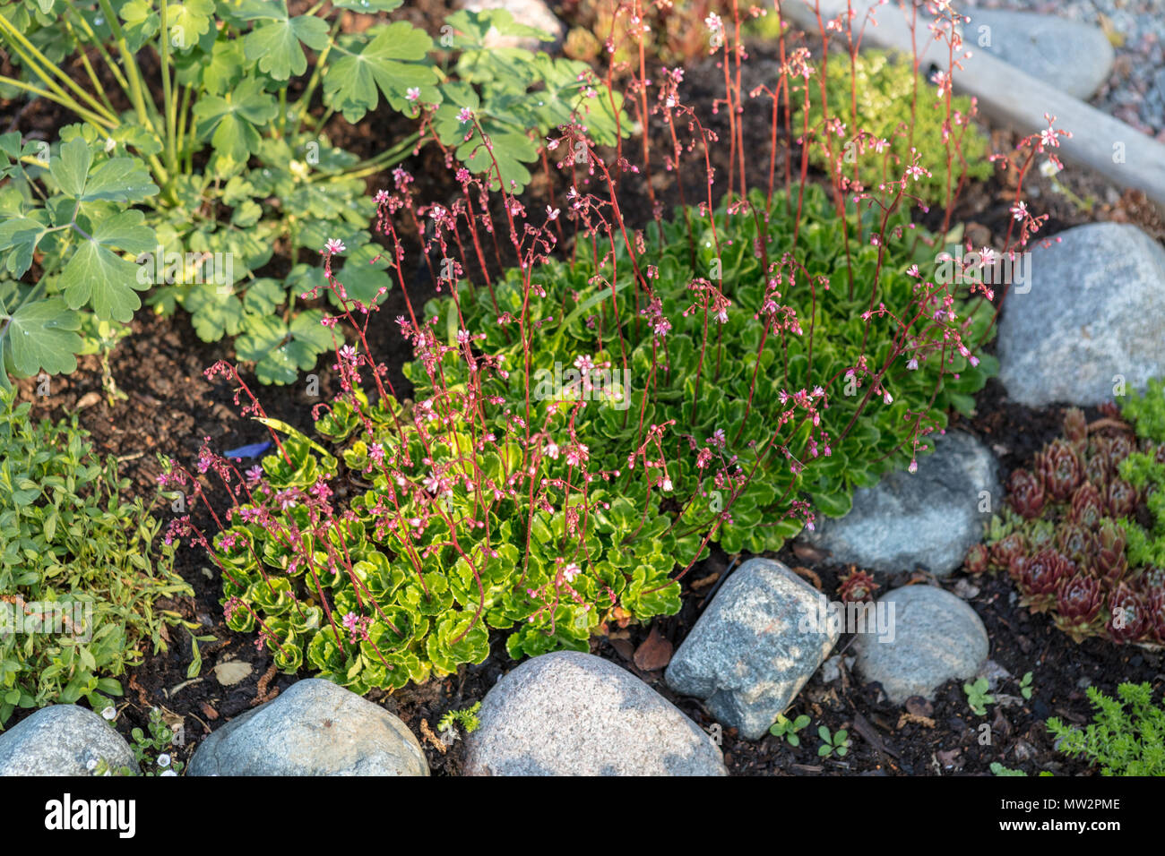 London Pride, Porslinsbräcka (Saxifraga urbium) Banque D'Images