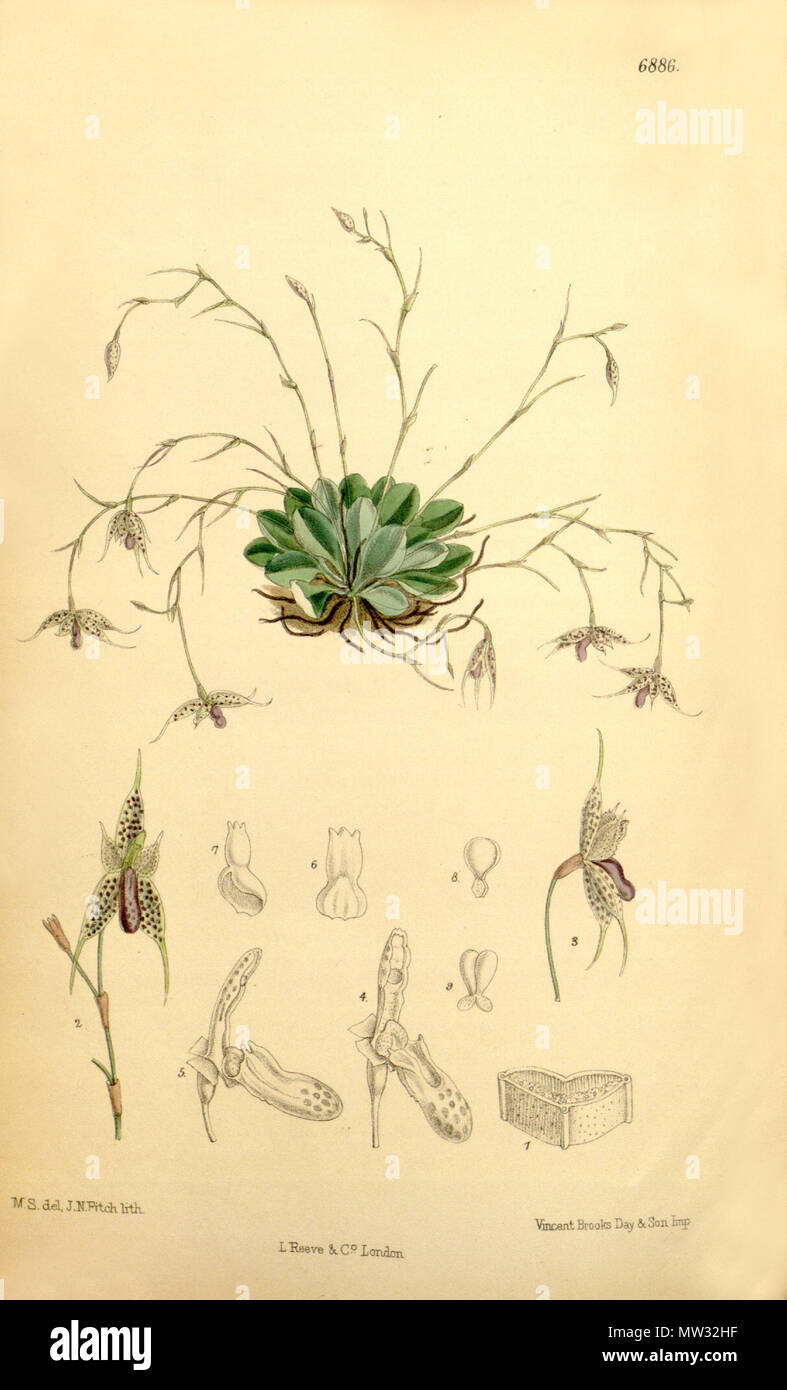 . Illustration de Specklinia aristata (comme syn. Barberiana Pleurothallis) . 1886. M. S. del. (  = Matilda Smith, 1854-1926), J. N. Fitch lith. (  = John Nugent Fitch, 1840-1927) . Description par Joseph Dalton Hooker (1817-1911) 568 Specklinia comme barberiana Pleurothallis aristata (Curtis) - 112 (Ser. N° 3 42) pl. 6886 (1886) Banque D'Images
