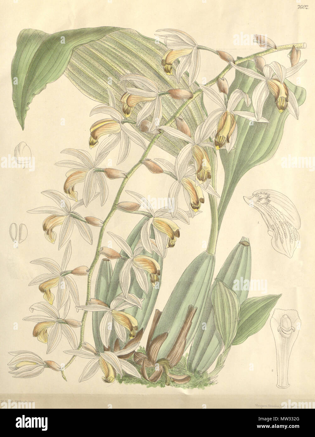 . Illustration de Coelogyne swaniana . 1898. M. S. del. (  = Matilda Smith, 1854-1926), J. N. Fitch lith. (  = John Nugent Fitch, 1840-1927) Description par Joseph Dalton Hooker (1817-1911) 137 Coelogyne swaniana - Curtis' 124 (Ser. N° 3 54) PL 7602 (1898) Banque D'Images