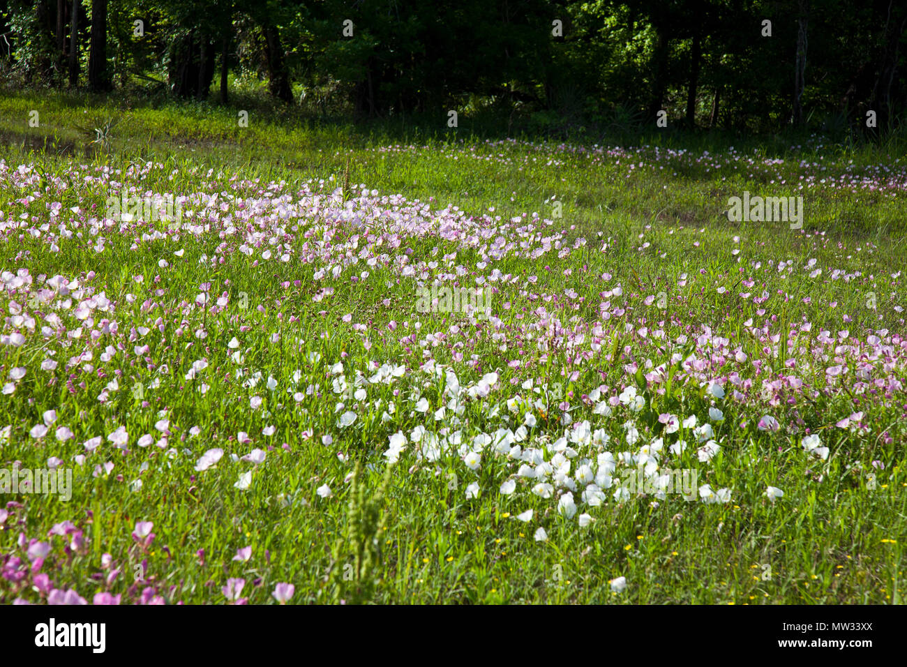 Primrose Oenothera speciosa (voyante) croître dans les troupeaux à travers un champ pays près de Dobbin, Montgomery County, Texas. Banque D'Images