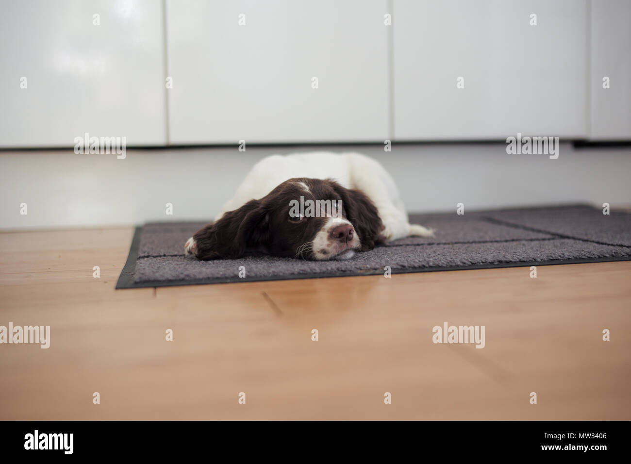 Un chiot épagneul Springer anglais jette par terre sur un tapis de cuisine dans une moue. Banque D'Images