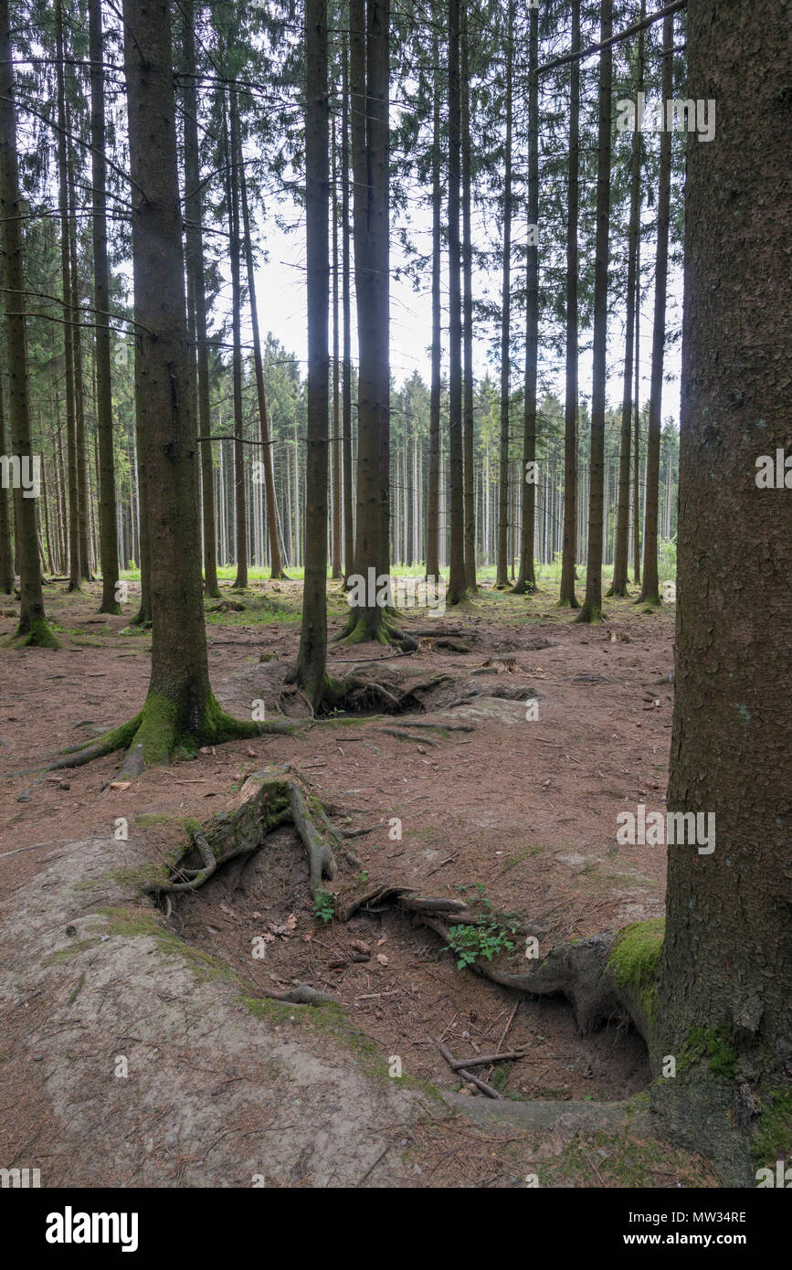 Bois Jacques des trous dans la forêt d'Ardenne près de Foy Belgique Banque D'Images