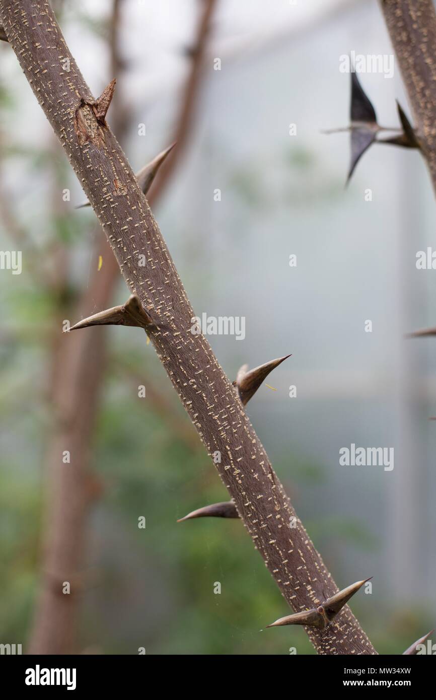 Un porte-acacia, où les fourmis Pseudomyrmex vivent à l'intérieur des épines creuses. Banque D'Images