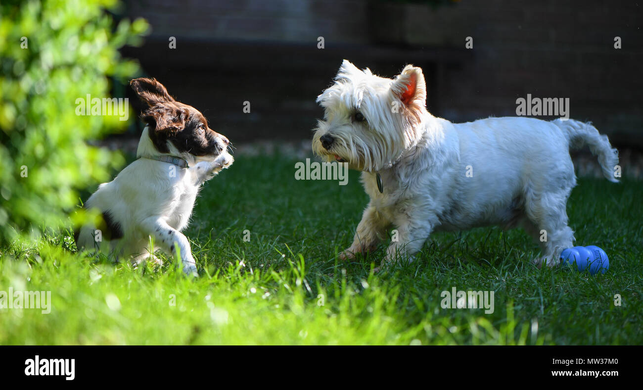 Un Épagneul Springer Anglais chiot âgé de 10 semaine socialise par réunion et jouant avec un West Highland Terrier. Banque D'Images