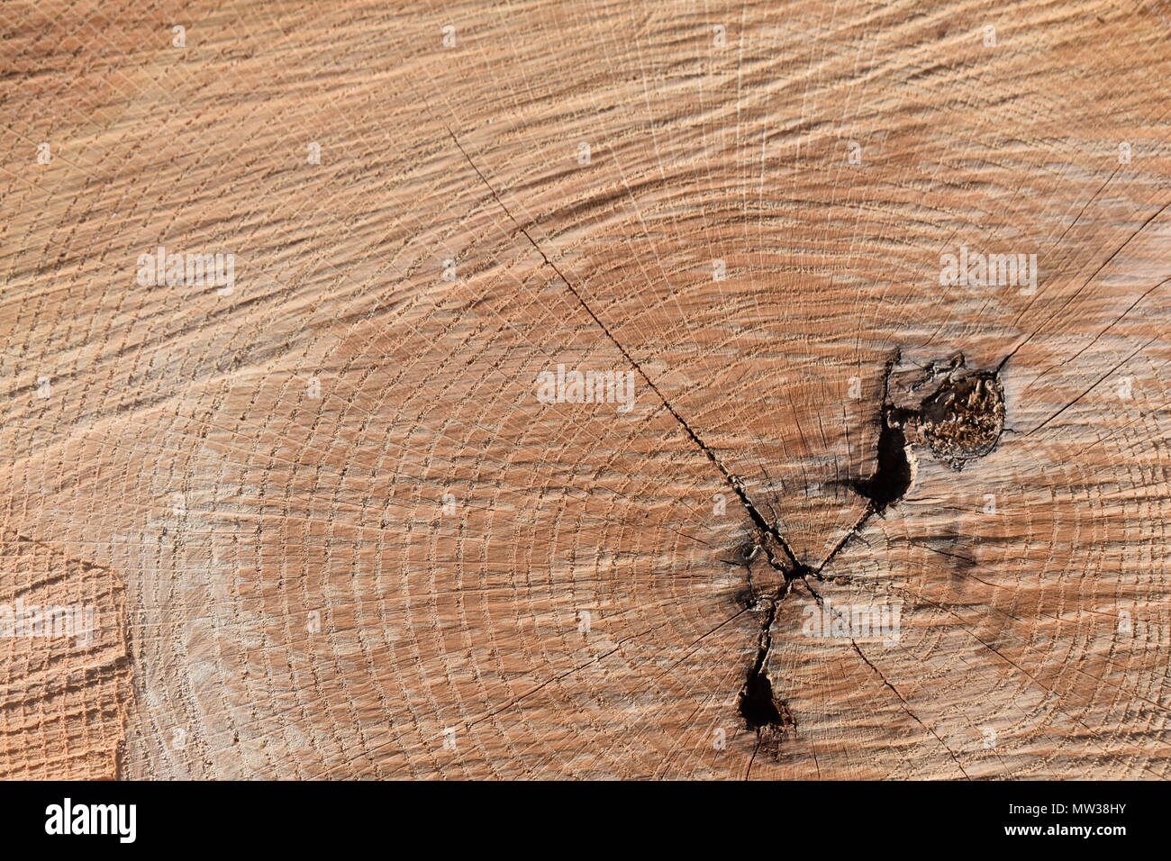 Tranche d'un chêne tombé pendant une tempête printanière, montrant les anneaux de croissance intérieurs et les nœuds à l'intérieur. Banque D'Images