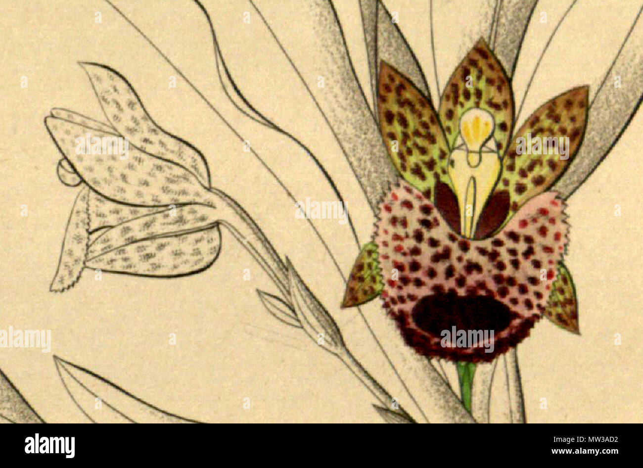 . Illustration de Kefersteinia graminea . 1858. Heinrich Gustav Reichenbach (1823-1889) Friedrich Wilhelm Ludwig Kränzlin (1847-1934) 337 Kefersteinia graminea - découpe de Xenia vol 1 pl 25 fig. II (1858) Banque D'Images