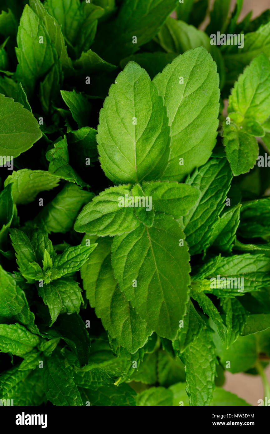 Les feuilles de menthe. L'arrière-plan. Banque D'Images