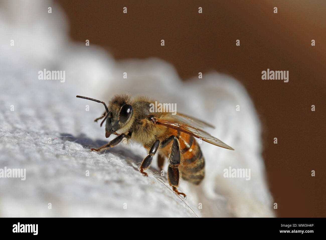 Abeille à miel ou abeille ouvrière gros plan extrême de l'Apis mellifera de ramper sur un linge blanc en Italie au printemps Banque D'Images