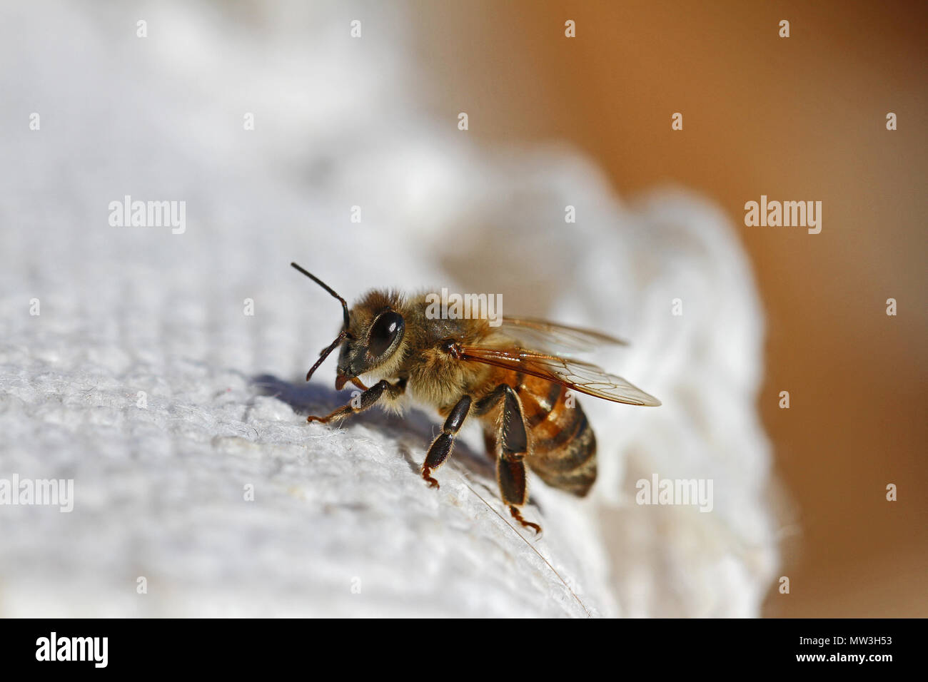 Abeille à miel ou abeille ouvrière gros plan extrême de l'Apis mellifera de ramper sur un linge blanc en Italie au printemps Banque D'Images