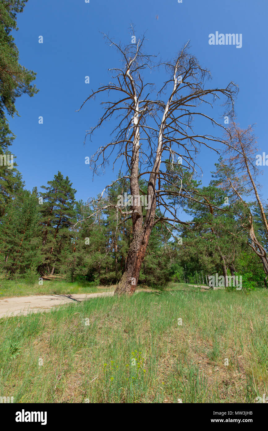 Grand arbre sec dans une forêt en bordure de forêt entouré par une forêt de conifères Banque D'Images