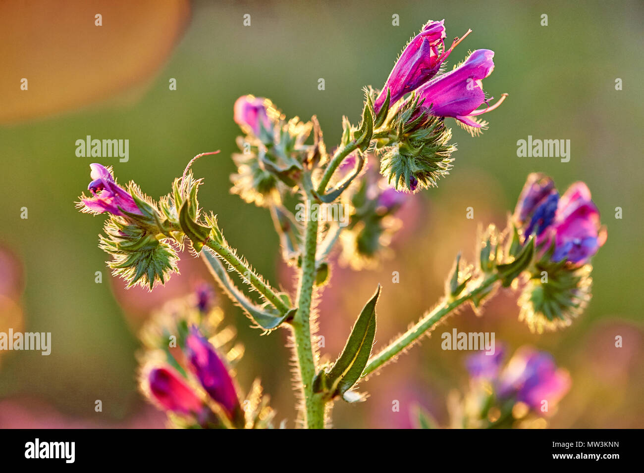 , Echium plantagineum fleurs BlueWeed Stellenbosch Western Cape Banque D'Images