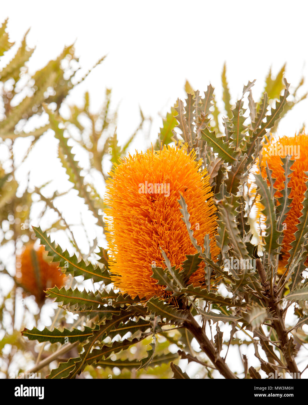 Les fleurs de banksia jaune isolé sur fond blanc Banque D'Images