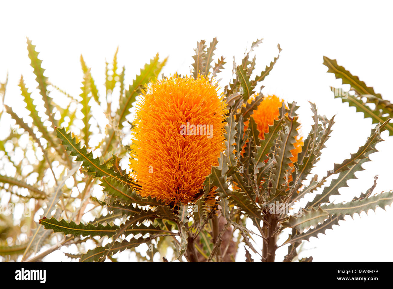 Les fleurs de banksia jaune isolé sur fond blanc Banque D'Images