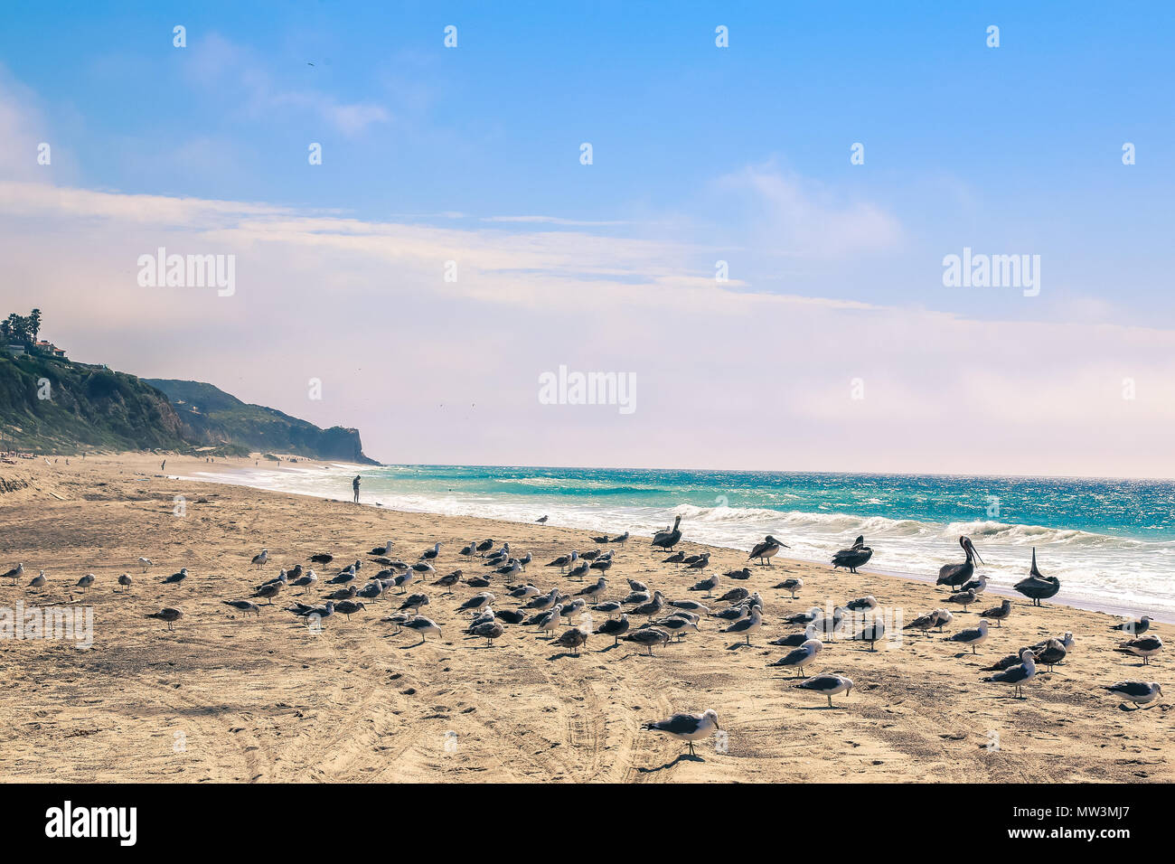 Personne qui marche sur une plage avec un troupeau d'oiseaux près de Malibu en Californie Banque D'Images