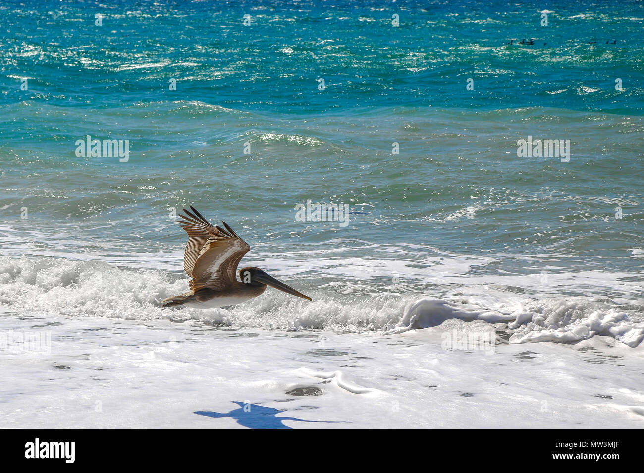 Bird flying over water Banque D'Images