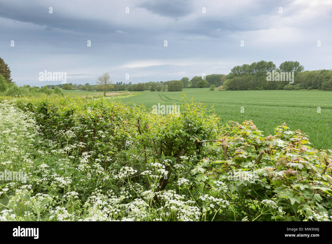 Champs, haies et cow parsley au printemps près de Smeeth, Kent, UK sur le Kent Downs AONB. Banque D'Images