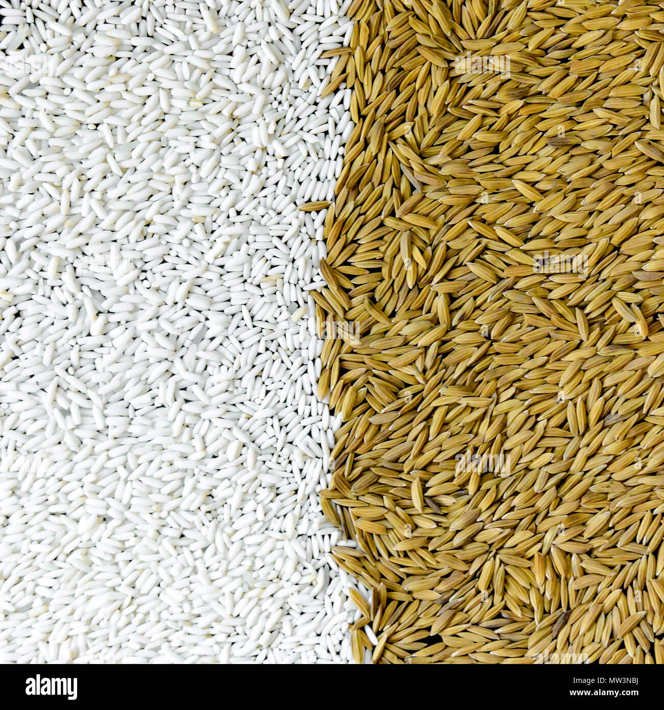 Grain de paddy Banque de photographies et d’images à haute résolution ...