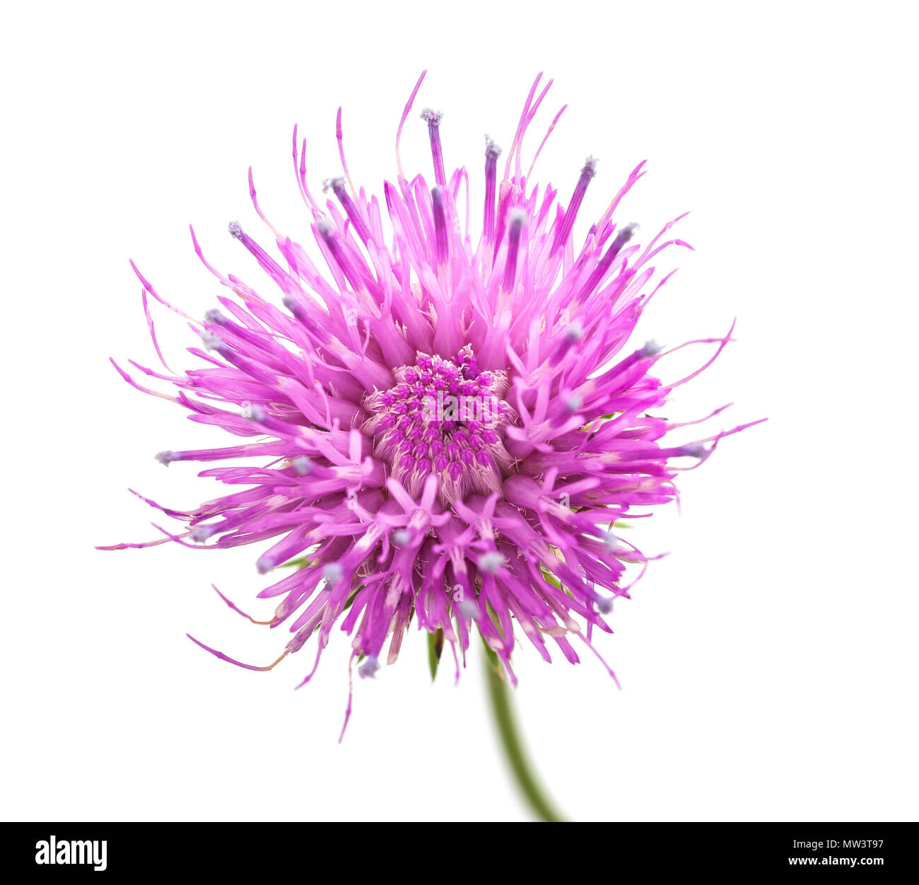 Thistle flower isolated on white background Banque D'Images