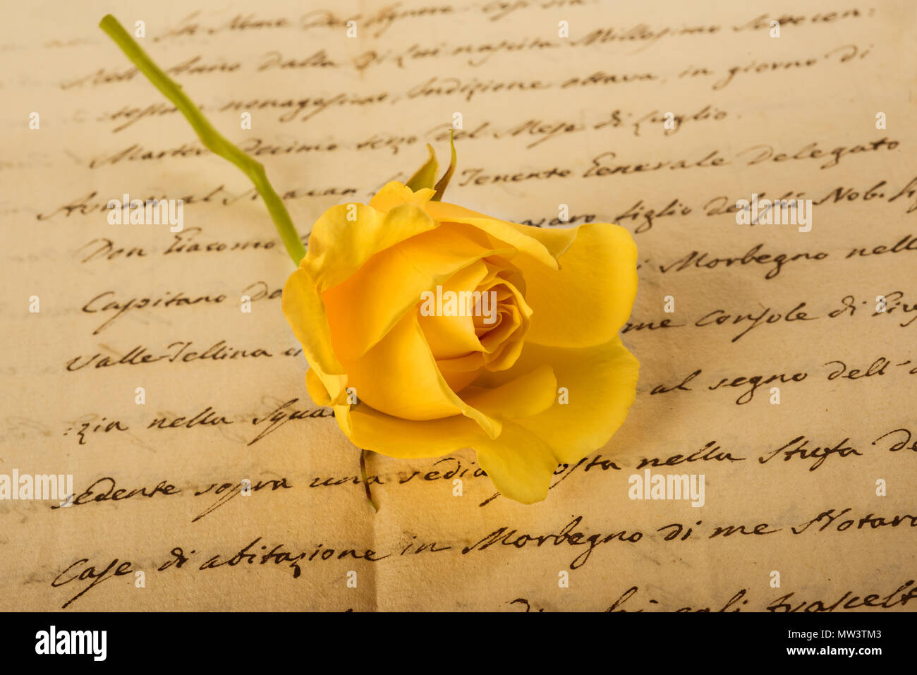 Rose jaune sur l'écriture ancienne Banque D'Images