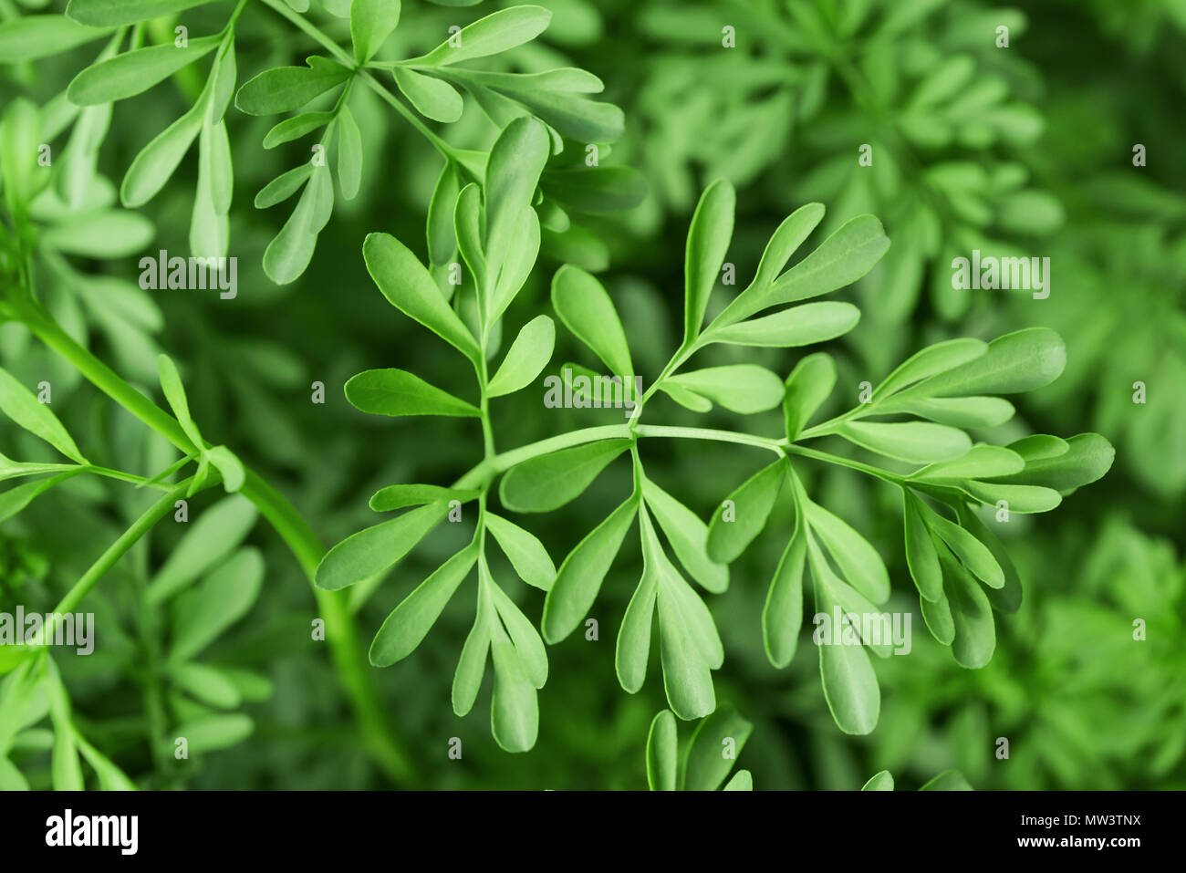 Herbe verte de la grâce (Ruta graveolens) plante Banque D'Images