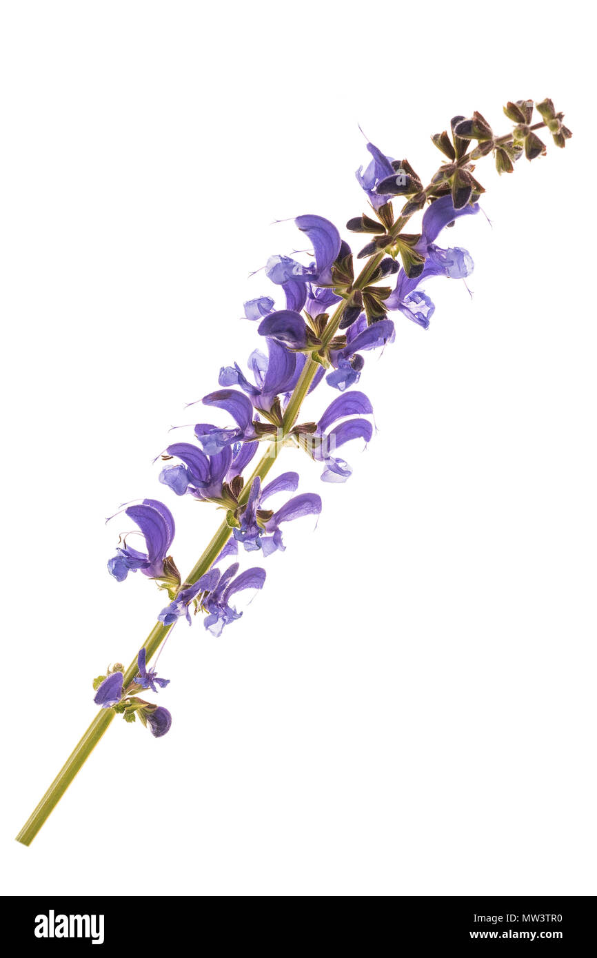 Meadow sauge (Salvia pratensis) isolated on white Banque D'Images