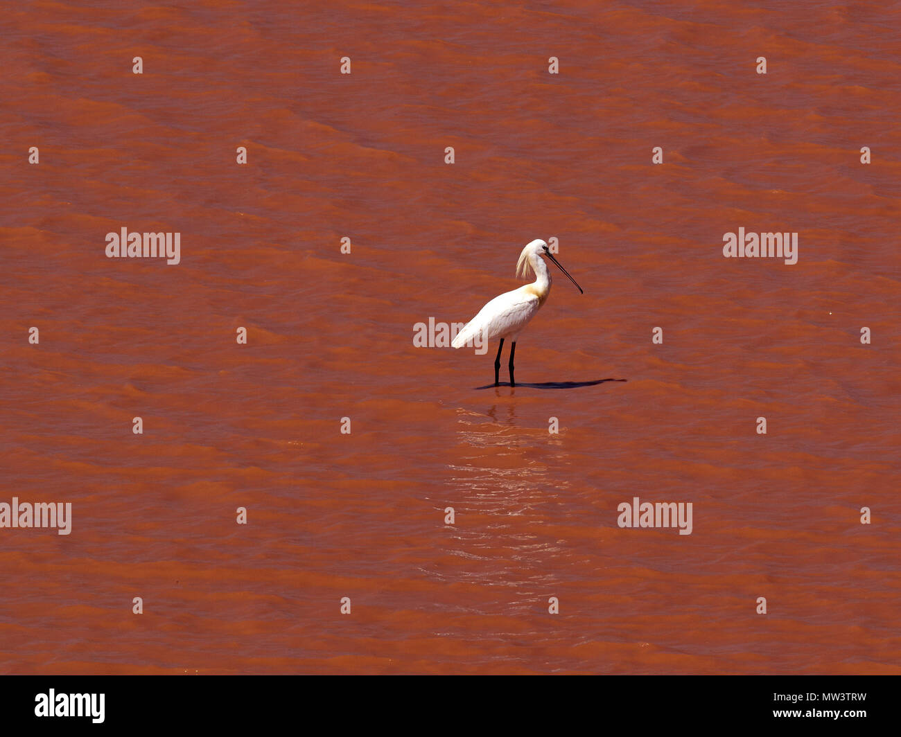 Big White Heron avec une crête blanche et un long bec noir se dresse entre l'étang avec l'eau rouge vif. Banque D'Images