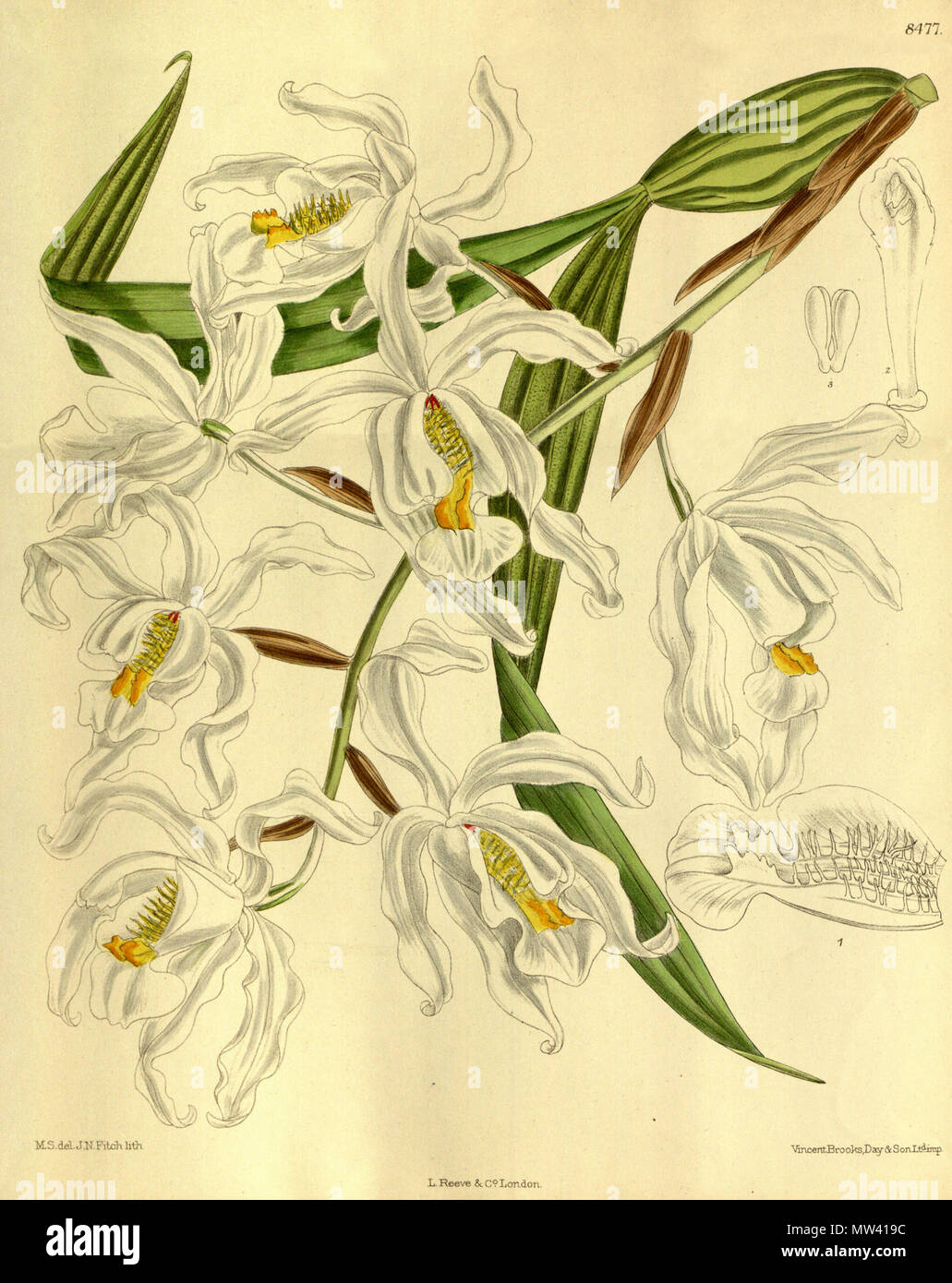 . Illustration de Coelogyne cristata . 1913. M. S. del. (  = Matilda Smith, 1854-1926), J. N. Fitch lith. (  = John Nugent Fitch, 1840-1927) Description par R. A. Rolfe (1855-1921) 137 Coelogyne cristata - Curtis' 139 (Ser. N° 4 9) pl. 8477 (1913) Banque D'Images