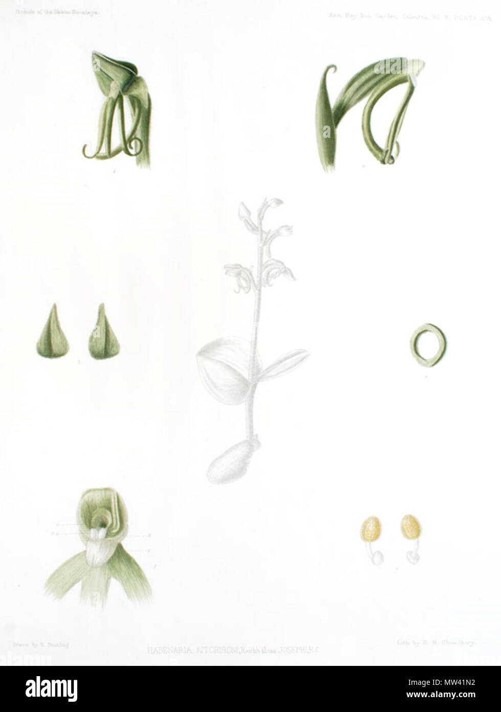 . Illustration de Habenaria diphylla (comme syn. Habenaria aitchisonii var. josephi) . 1898. G. King et R. Pantling 262 Habenaria diphylla (comme Habenaria aitchisonii var. josephi) - Les orchidées de l'Sikkim-Himalaya pl 408 (1898) Banque D'Images