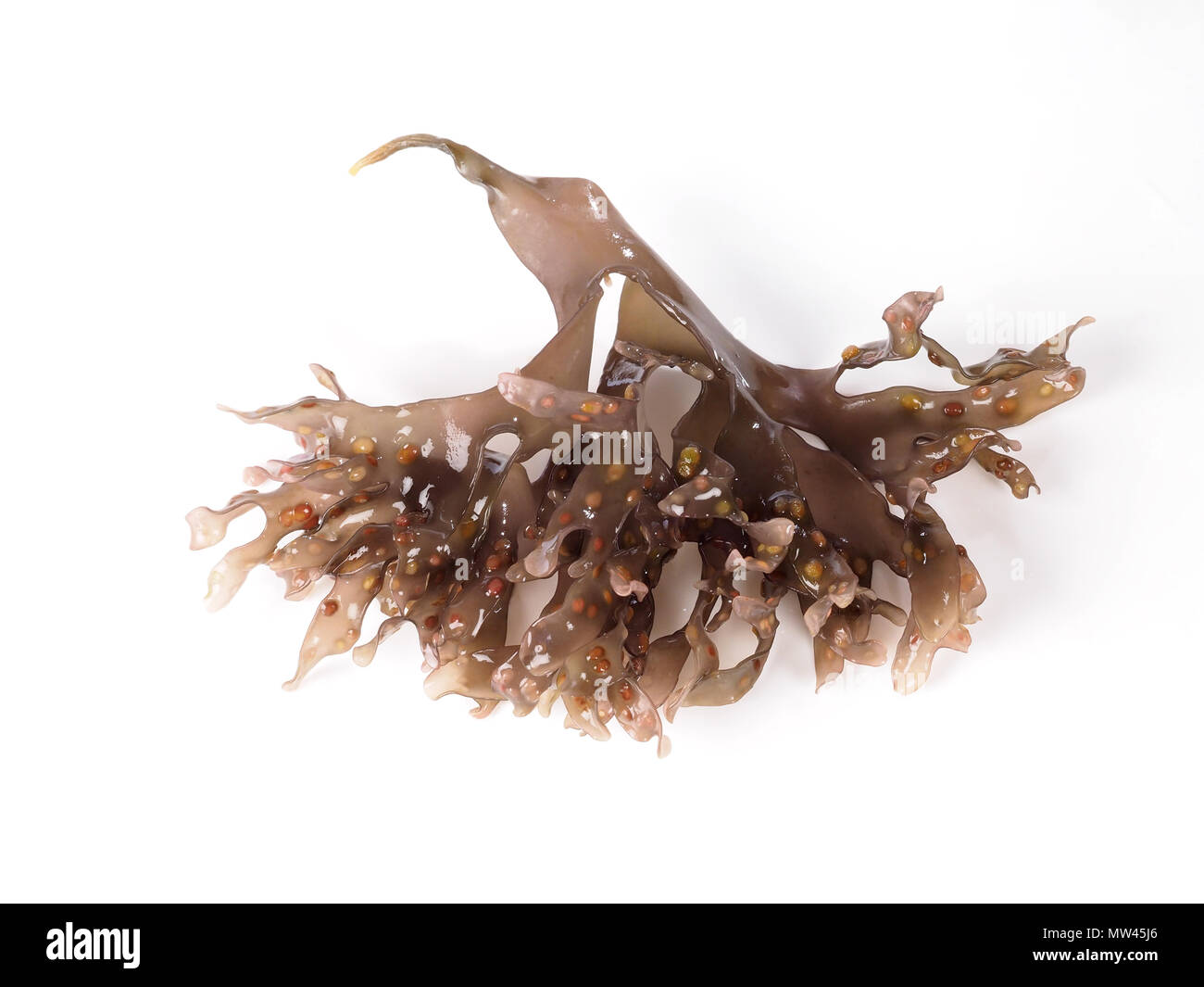 Mousse - Carrageen Moss - Musgo de Irlanda. Nom binomial : Chondrus crispus. C'est un légume de mer comestibles ou d'algues rouges. Banque D'Images